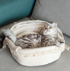 A striking American Shorthair cat with a classic silver tabby coat is lounging in a cozy...