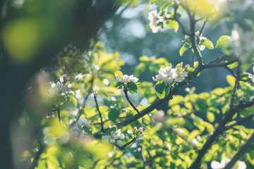 Fresh beautiful flowers of the apple tree blooming in the spring