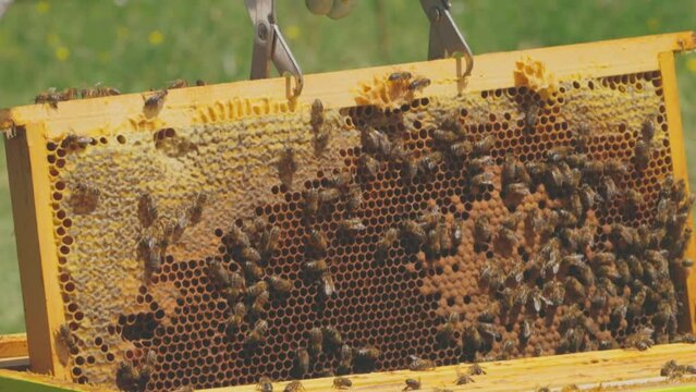 ruche d'abeilles