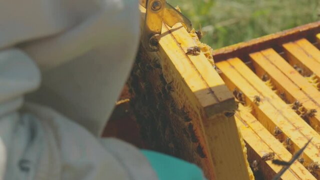 ruche prelever par un apiculteur