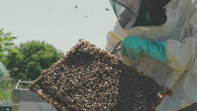 apiculteur face &agrave; ses abeilles 