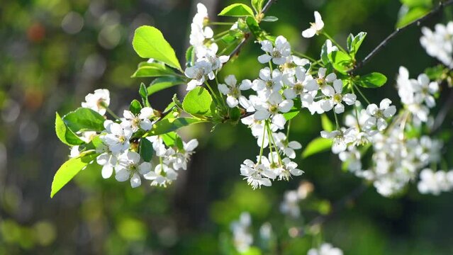 Fresh beautiful flowers of the apple tree blooming in the spring