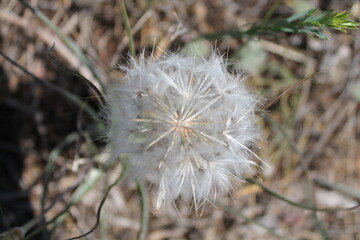 Dandelion (Taraxacum) in the steppe