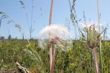 Dandelion (Taraxacum) in the steppe