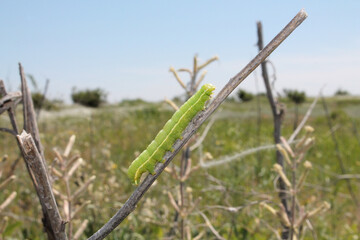 A green caterpillar on a branch