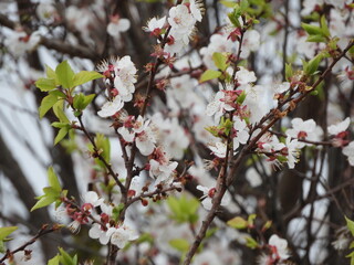 tree blossom