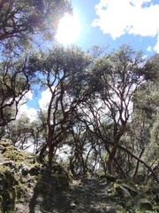 trees in the woods