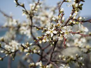 Spring day in a blooming garden by the sea.