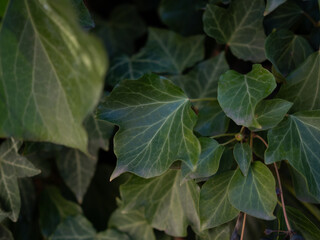 Spring day and bright green hedge. Background. .