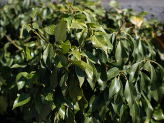 Spring day and bright green hedge. Background. .