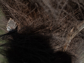 The trunk of an old palm tree in the garden.