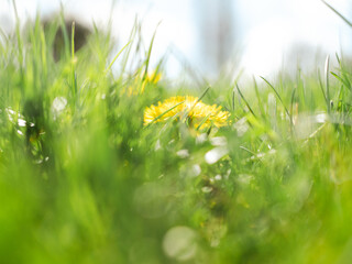Lawn early in the morning after rain.