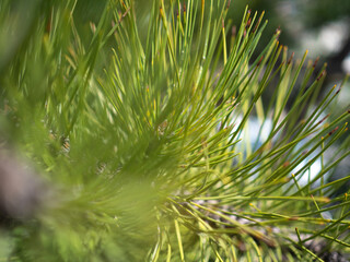 Coniferous tree under the bright rays of the sun.