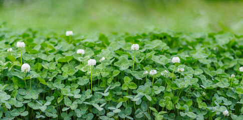 Panoramic view of white clover flowers. a lush clover