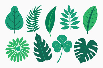 Set of tropical Leaves Vectors design