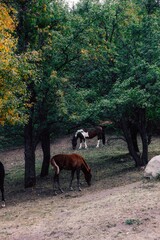 horses on the farm in the mountain 