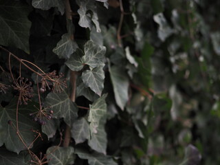 Spring day and bright green hedge. Background. .