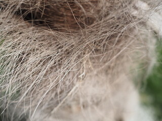 The trunk of an old palm tree in the garden.