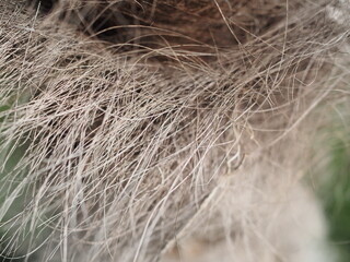 The trunk of an old palm tree in the garden.