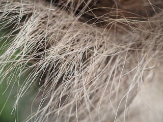 The trunk of an old palm tree in the garden.