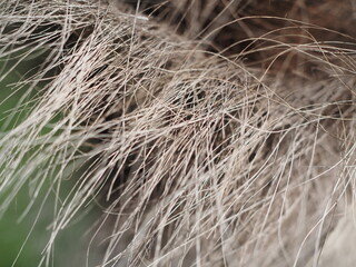 The trunk of an old palm tree in the garden.