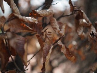 Early autumn in the old garden under the bright rays of the sun.