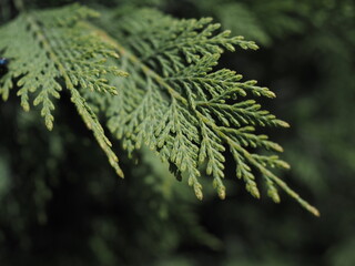 Coniferous tree under the bright rays of the sun.