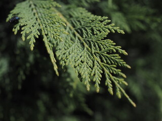 Coniferous tree under the bright rays of the sun.