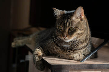 portrait of a  beautiful brown cat without a breed with a fluffy collar and green eyes. he looks at the camera., lies on the bedside table by the TV