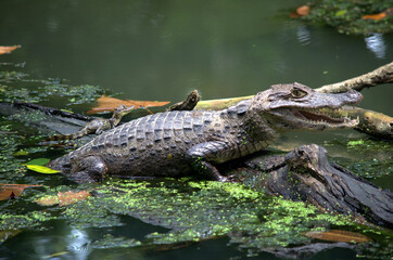 Adult of Spectacled Caiman (Caiman crocodilus) in the water of a lagoon (wetland) in the rainforest of Costa Rica, with its calf