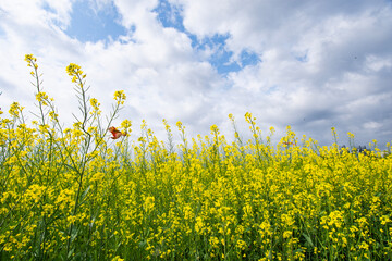 Obraz premium 유채꽃