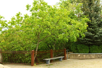 A tree with a red fence