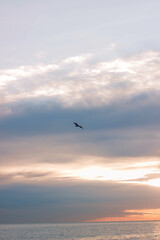 sunrise on the beach barcelona spain bird flying over the sea