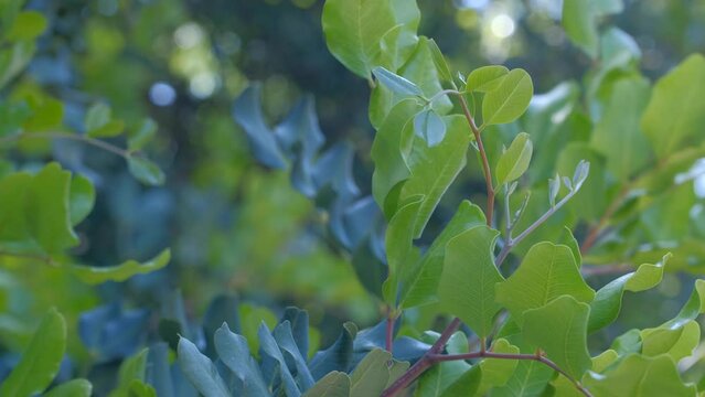 The hand touching young and green carob leaves.