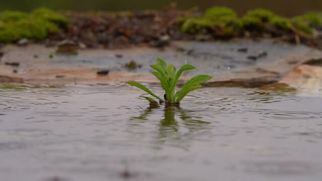 lluvia sobre las plantas del estanque 