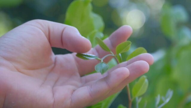 The hand touching young and green carob leaves.