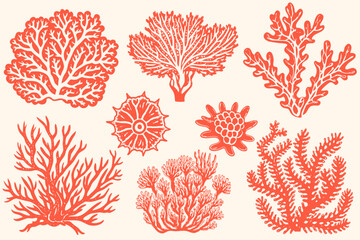 Set of sea shells, algae and starfish. Vector illustration isolated