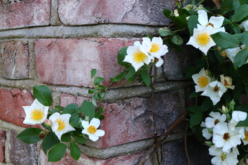 Tiny White Roses and Brick Wall