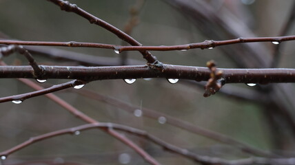 Water drops on the tree