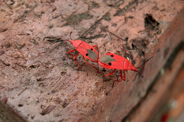 A coulple of Cotton Stainer or Red Cotton Bug (Genus Dysdercus) mating in the Ayutthaya ruins outside Bangkok (Thailand)