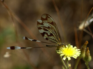 Beautiful Spoonwing (Nemoptera bipennis) suckling from a flower in Spain