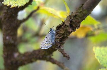 Beautiful Common Blue Butterfly (Polyommatus icarus) in a tree of a forest in Sweden