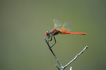 Beautiful Red-Veined Darter Dragonfly (Sympetrum fonscolombii), Thailand