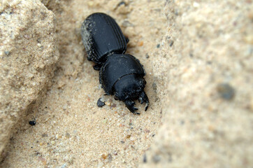 Burrowing Ground Beetle (Passalidius fortipes) in the sand of the Kalahari dessert, Sout Africa