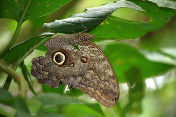 Big and Beautiful Forest Giant Owl Butterfly (Caligo atreus) mimicking as an owl in the rainforest of Costa Rica