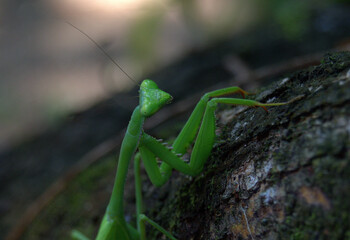 Green Mantid (Order Mantodea) in the rainforest of Costa Rica