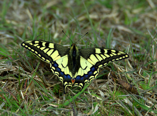 Beautiful Old World Swallowtail (Papilio machaon), Spain