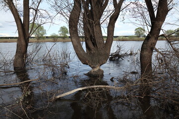 Beavers gnawed on a tree trunk near the bank of the Staritsa River near the village of Agro-Pustyn