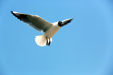 Flying seagulls, flying high in the blue sky