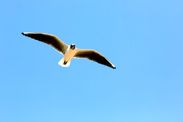 Flying seagulls, flying high in the blue sky